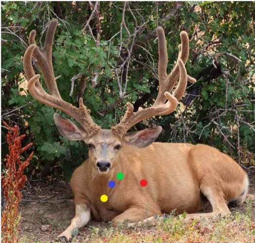 deer shot.jpg