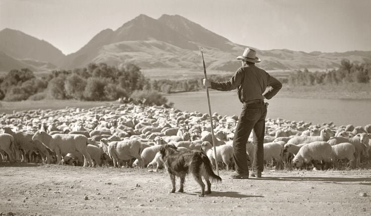 sheepherder.jpg