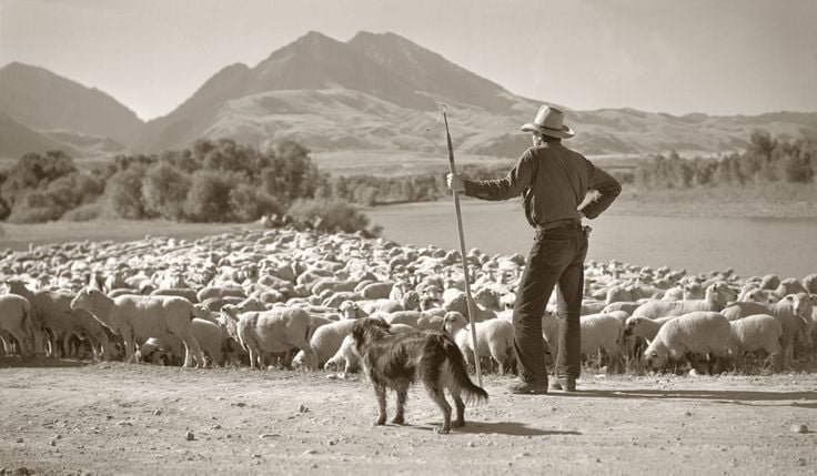 sheepherder.jpg sheepherder.jpg