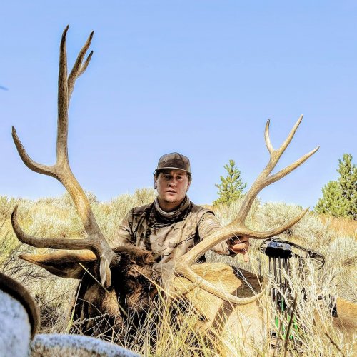 2020 Archery Elk.jpeg