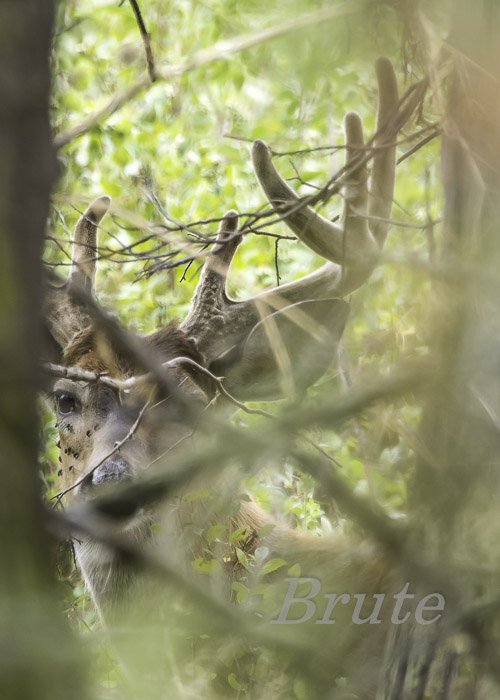 Whitetail August 2021 a-7197.JPG