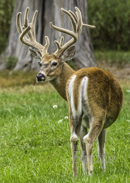 Whitetail August 2021 a-7431.JPG