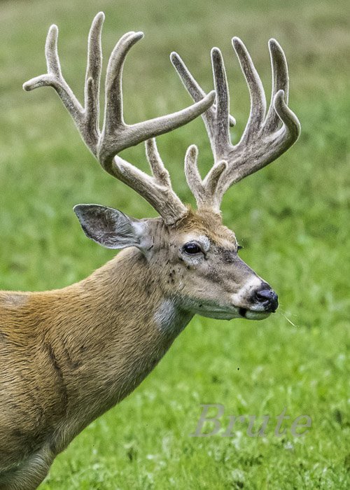 Whitetail August 2021 a-6405.JPG