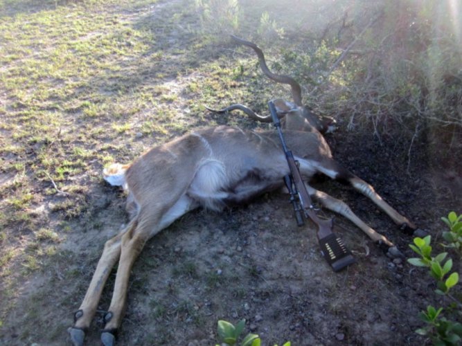 kudu on the ground.JPG