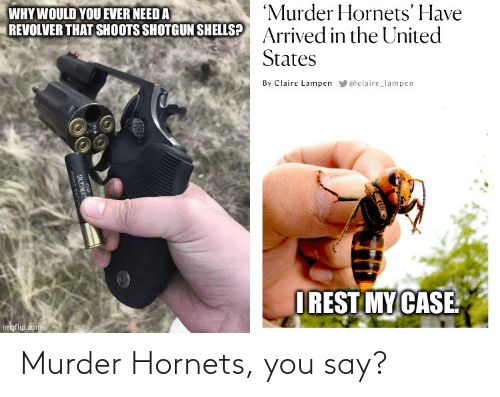 murder-hornets-you-say-72430142.png