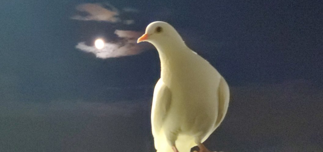 20191109_173726.jpg