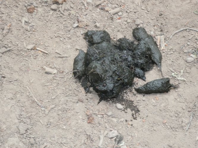 Large fresh bear scat.JPG Large fresh bear scat.JPG