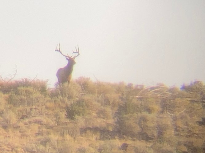 no elk here.jpg no elk here.jpg