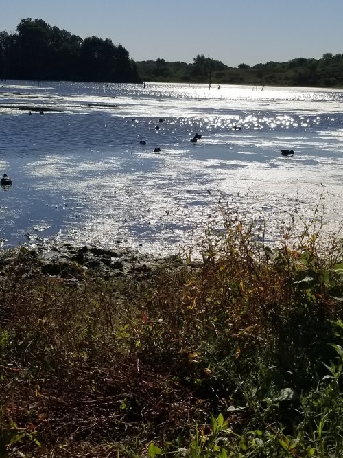 Teal Season Brushy Cr 2021 Sept 8.jpg