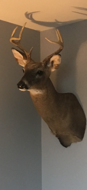 deer .PNG