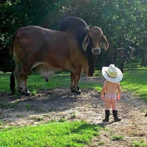 cowboy.jpg