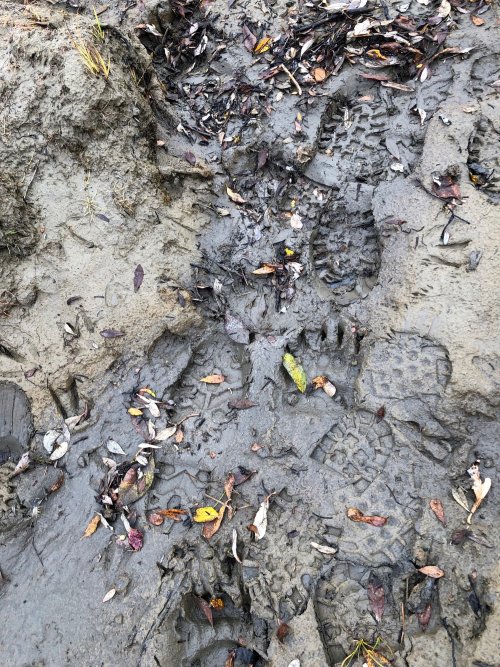 bear tracks.jpg