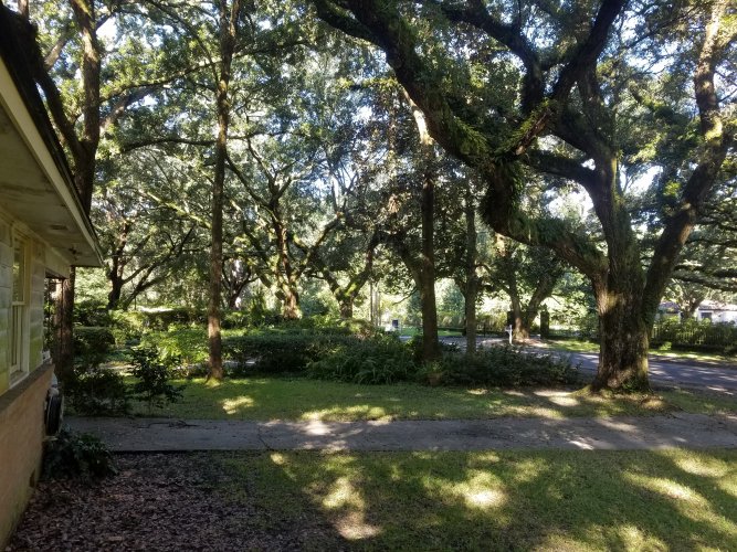 Front Yard Oaks.jpg Front Yard Oaks.jpg