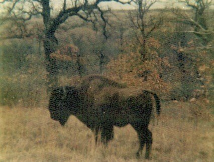 Bison 1 (3).jpg Bison 1 (3).jpg