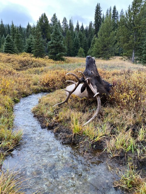 Russ Wyoming Elk 2021 As it Lays.jpg