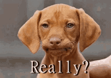 disappointed-dog.gif disappointed-dog.gif