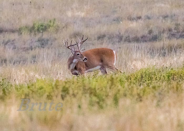 Whitetail September 2021 a-7483.JPG