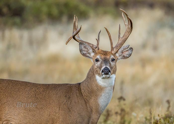 Whitetail  October 2021 a-7963.JPG