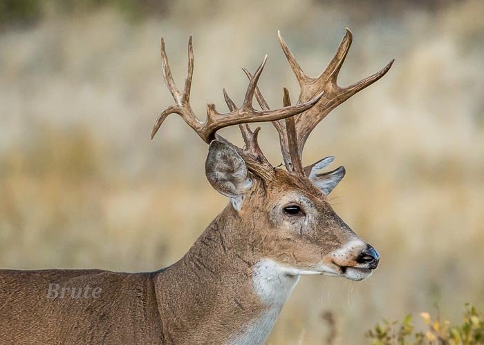 Whitetail  October 2021 a-7964.JPG