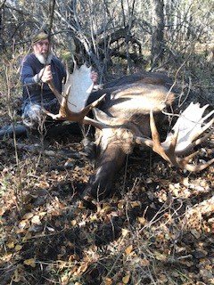 moose.jpg moose.jpg