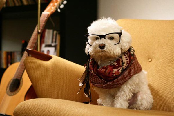 hipster_dog.jpg hipster_dog.jpg