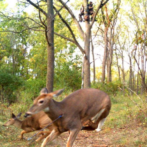 Deer Cam Pic.jpg