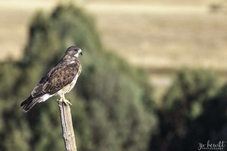 Coopers Hawk.jpg