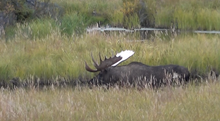 bull 1.png bull 1.png