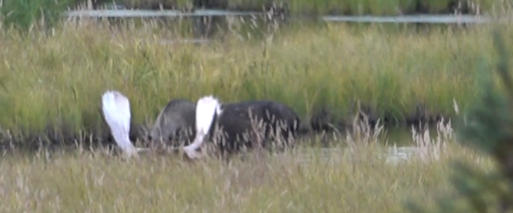 bull.png bull.png
