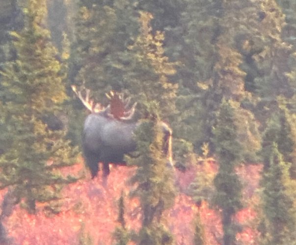 Bull Moose.JPG Bull Moose.JPG