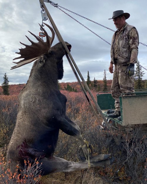 moose weight 1690.JPG moose weight 1690.JPG