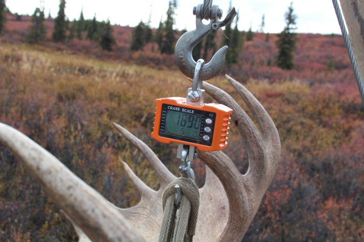moose weight.JPG moose weight.JPG