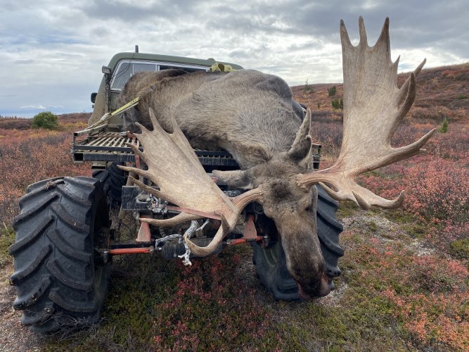 Hauling Moose.JPG