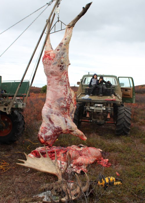 skinned moose.JPG