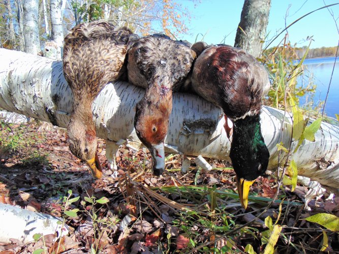 Ducks from K Lake (2).JPG Ducks from K Lake (2).JPG