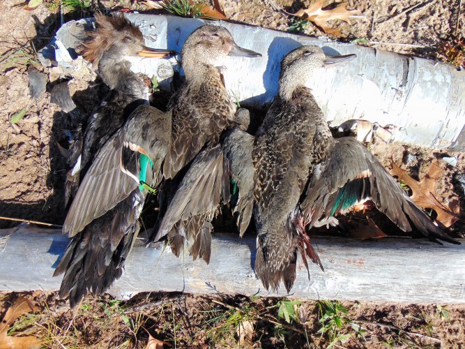 Ducks from K Lake (3).JPG Ducks from K Lake (3).JPG