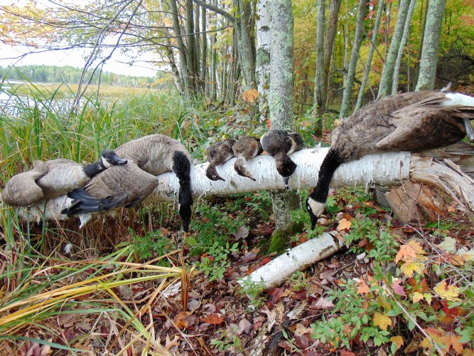 Ducks and Geese from K Lake.JPG Ducks and Geese from K Lake.JPG