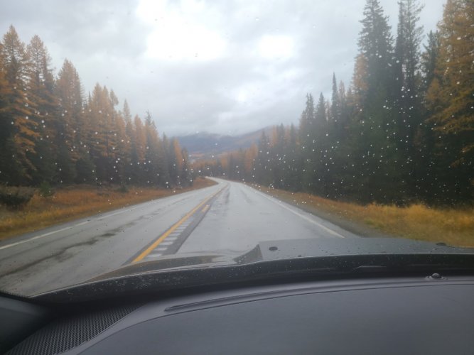 Larch.jpg Larch.jpg