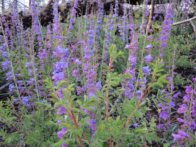 purple wildflowers.JPG purple wildflowers.JPG