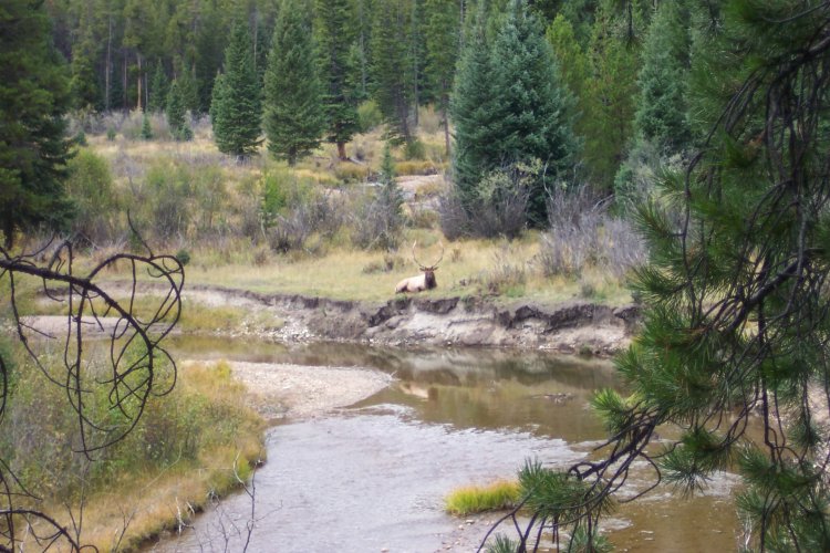 bull elk resting rmnp west.jpg bull elk resting rmnp west.jpg
