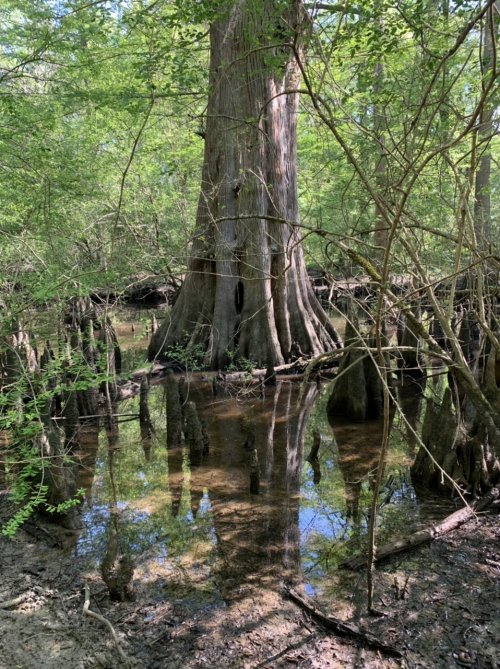 813E29DA-2DCD-4EDC-9167-4235E1049487.jpeg 813E29DA-2DCD-4EDC-9167-4235E1049487.jpeg