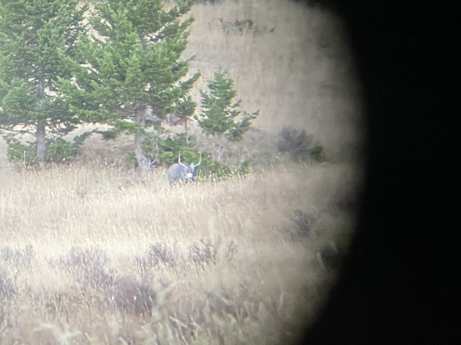 A295D9A4-14A1-4A6B-8424-36F9955276F9.jpeg A295D9A4-14A1-4A6B-8424-36F9955276F9.jpeg