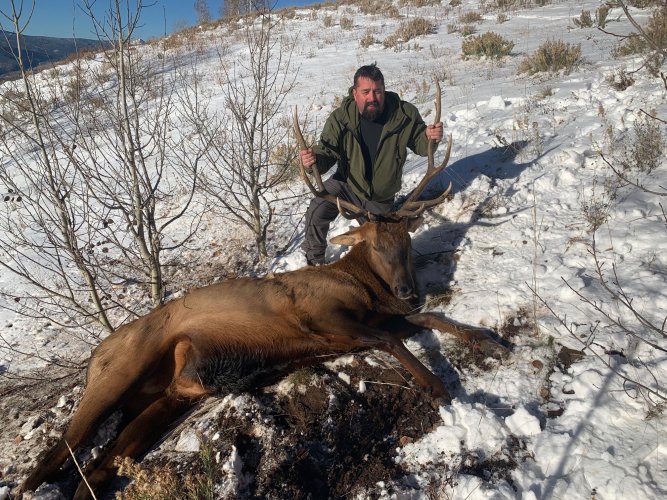 elk 1.jpg elk 1.jpg