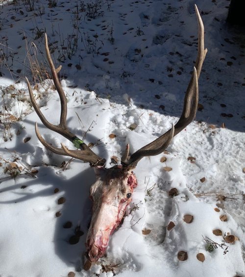 elk 2.jpg elk 2.jpg