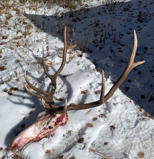 elk 3.jpg elk 3.jpg