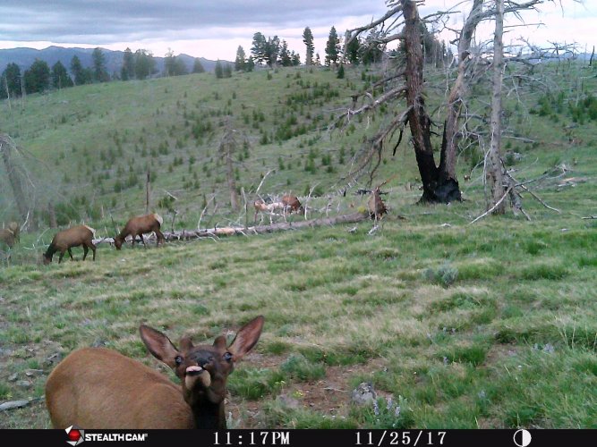 Trailcam.jpg