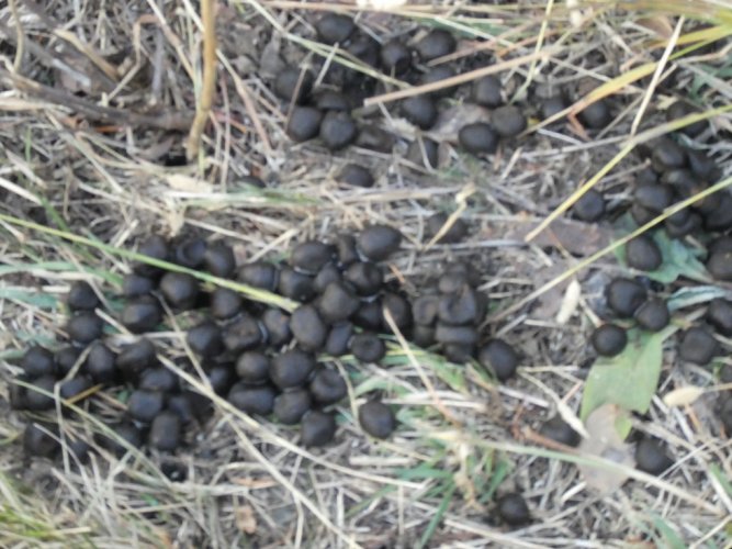 Elk drops.JPG