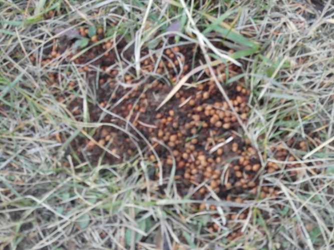 Black Bear Butt Berries.JPG