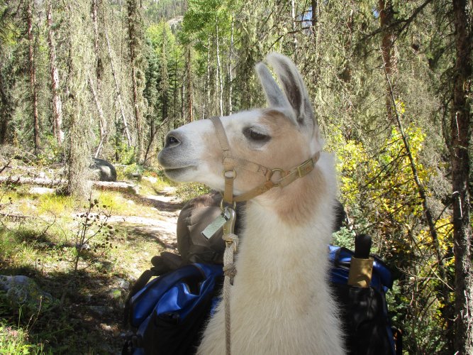 F878DDF7-69B6-416B-B4A2-4D512D88CB9A.jpeg F878DDF7-69B6-416B-B4A2-4D512D88CB9A.jpeg