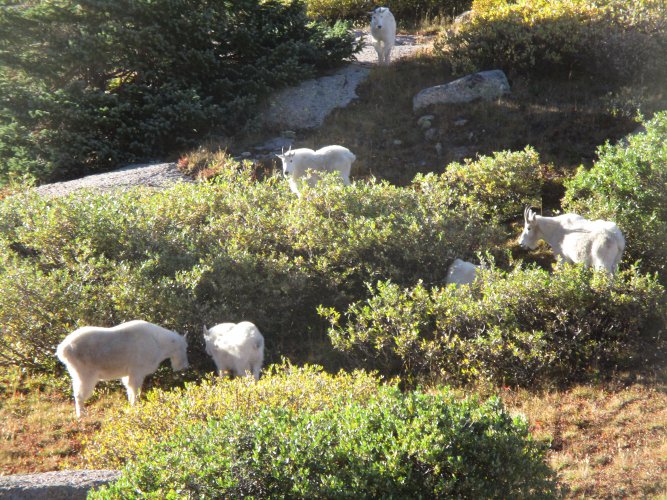 244842CF-DFF9-45D3-9D38-B0D2C117DBCD.jpeg 244842CF-DFF9-45D3-9D38-B0D2C117DBCD.jpeg